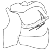 Aedeagus, lateral view on Anormenis metdiscus O'Brien, 1987: (Observation).
