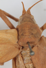 CollectionObject 1505779; 2e722b87-76fa-4eec-b0b5-93d18de00917: female, dorsal view (syntype). (CollectionObject).