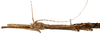 CollectionObject 1578606; RBINS IG: 32700'''''', ba9c83f1-6cb5-4381-9135-c5b2f795c764: copyright ISNB, Brussels. female: head & thorax, lateral view (paratype). (CollectionObject).