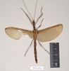 CollectionObject 1561799; 0020be0e-957d-4152-8b3b-2acb91febdf1: copyright Natural History Museum, London. female (neotype) former syntype of synonym Ignacia appendiculata. (CollectionObject).