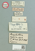 Pezotettix cypria Dirsh, 1949: male, labels (holotype). (Otu).