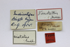 CollectionObject 1534270; c2880c53-47b0-41da-86cd-f96270103762: labels (syntype). (CollectionObject).