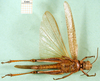 CollectionObject 1502297; 4a39f291-9565-463c-b4cc-9633f7dee0b5: female, ventral view (paralectotype). (CollectionObject).