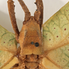 CollectionObject 1534529; 4e083f46-6822-4730-acca-dc3d4a0a1dfd: female pronotum, dorsal vie (syntype of Roxelana rufipes). (CollectionObject).