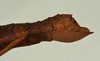 CollectionObject 1562229; 3d2923c1-8c94-4c3e-8098-a3b8dc45ed1c: copyright USNM, Washington. female: end of abdomen, lateral view of synonym Tisamenus atropos (holotype). (CollectionObject).