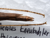 CollectionObject 1576071; f30be167-569e-4705-a21a-3b84e585338e: copyright ZRC, Singapore. female: end of abdomen, dorsal view (holotype). (CollectionObject).