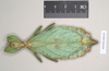 CollectionObject 1561217; NHMUK(SF IMPORT DUPLICATE) 845233, 07cb12e2-b997-46c4-bc57-4dda082cfe91: copyright Natural History Museum, London. female (holotype). (CollectionObject).