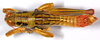 CollectionObject 1499450; 0491d32f-44fb-4013-8cbf-09de52d10e2e: male, dorsal view (holotype). (CollectionObject).