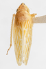 Habitus, dorsal view: !! display not done !! on Pagaronia (Pagaronia) confusa Oman, 1938: (Observation).