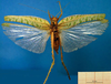 CollectionObject 1502441; 8d482cb8-7641-4b90-826a-d653042ee1a2: female, dorsal view. (CollectionObject).