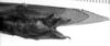 CollectionObject 1565614; 61bddbc9-bfd2-406b-875e-67f3d74a976e: Image Carbonell, C.S. female abdomen tip. (CollectionObject).