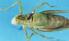 CollectionObject 1507174; bc7d5750-d7e5-4352-871f-905ebcf46e09: male, dorsal view. (CollectionObject).