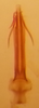 Aedeagus, posterior view on Carnoseta colomella (DeLong, 1981): Male paratype [OSU]: aedeagus, posterior view. (Observation).