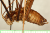 CollectionObject 1496565; 2a8db18f-5b52-4bb0-9e27-6e4b2807a00b: male, lateral view. (CollectionObject).