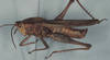 Xyleus insignis (Giglio-Tos, 1894): male, lateral view (Argentina - Chaco, Arroyo Palometa, II-1965). (Otu).