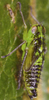 Habitus, lateral view: Nymph (N5). (Observation).