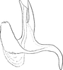 Aedeagus, lateral view on Arboridia (Arboridia) brevis (Ribaut, 1931): Aedeagus, lateral view. (Observation).