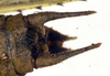 CollectionObject 1501869; 7fc097e0-7036-4b2d-a0d3-e00cd234ca90: male cerci (syntype). (CollectionObject).