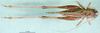 CollectionObject 1502671; 160a6c83-749d-4c46-8e58-de307987d3b1: female, dorsal view (paratype). (CollectionObject).