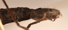 CollectionObject 1559808; 8ce20cec-1e71-4d3a-950d-252cb855b0d4: copyright OUMNH. female: end of abdomen, ventral view of Phasma (Acanthoderus) semiarmata (holotype). (CollectionObject).