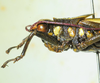 CollectionObject 1498827; b4f7727e-1f33-4456-9479-f8b186356cc6: 2012. male, head and pronotum, lateral view. (CollectionObject).