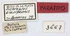 CollectionObject 1565749; MLP3667, edc77f0e-7482-48a2-a6ae-36f37c1002b6: labels (paratype). (CollectionObject).