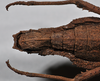 CollectionObject 1558294; NHMUK(SF IMPORT DUPLICATE) 845352, c0abbad1-e9b3-4d34-a809-5486ccb41942: copyright natural History Museum, London. female: end of abdomen, ventral view (holotype). (CollectionObject).