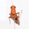 CollectionObject 2057250; 5288eaca-fc9e-4b4f-9fab-135c9363c5fd, CNMS 5353: female, frontal view (paratype). (CollectionObject).