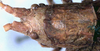 CollectionObject 1531870; 1d0f0300-54ba-421f-a28d-7fb3256723c3: female head and pronotum, dorsal view (holotype). (CollectionObject).