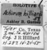 CollectionObject 1533627; 122415ca-d54e-4278-9391-2c27d83527b3: Image Carbonell, C.S. labels (holotype of Achurum hilliardi). (CollectionObject).