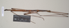 CollectionObject 1559451; NHMUK(SF IMPORT DUPLICATE) 844623-626, 3634f3ca-e221-45d4-984f-9b63a255aa78: copyright Natural History Museum, London. male, lateral view (syntype). (CollectionObject).