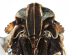 Head: !! display not done !! on Nothodelphax lineatipes (Van Duzee, 1897): (Observation).