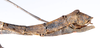 CollectionObject 1557628; 92111e04-b433-4eac-86a8-d1390c92f845: copyright ZMUH, Hamburg. female: end of abdomen, lateral view (paralectotype). (CollectionObject).;CollectionObject 1557629; 7ac444f1-f503-4526-87e8-7f2a95f9261b: copyright ZMUH, Hamburg. female: end of abdomen, lateral view (paralectotype). (CollectionObject).