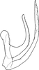 Aedeagus, lateral view on Koreanopsis koreana Kwon & Lee, 1979: Aedeagus, lateral view. (Observation).