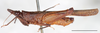 Cleostratus monocerus Stål, 1877: male, lateral habitus, Mount Makiling, UPLMNH, scale bar: 5 mm. (Otu).
