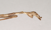 CollectionObject 1557944; NHMUK(SF IMPORT DUPLICATE) 844868, ee457233-8ef0-4557-8957-a691c91a0b8d: copyright Natural History Museum, London. male: end of abdomen, lateral view (holotype). (CollectionObject).