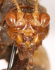 CollectionObject 1523682; 67da3785-dc28-4c80-87d3-3f7b2977fb99, ANSP1113: male, frontal head (holotype). (CollectionObject).