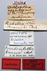 CollectionObject 1535525; 5b2443fd-ee27-4da9-a2b2-43aabaa0fbb9: male, labels (holotype). (CollectionObject).