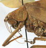 CollectionObject 1539776; a581de7d-de31-460d-9420-b6f81f6ea3b2: female pronotum lateral (holotype of Arantia ovalipennis). (CollectionObject).