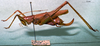CollectionObject 1503300; MBBJ 3224944, 99c6e730-2d58-46ee-9245-ede2f8ca2371: female, lateral view. (CollectionObject).