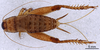 CollectionObject 1961577; 7373eadf-d4f9-4901-8ff9-5d8a9b007c4e, ANSP008_GRYLL_ANSP: Female, dorsal view (paratype). (CollectionObject).