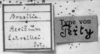 CollectionObject 1521400; bf6477e4-251d-4c38-a156-40ab9a9f860b: Image Carbonell, C.S. labels (holotype of Acrydium latreillei). (CollectionObject).