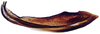 Second valvula of ovipositor on Coarctana vilavelha Domahovski & Cavichioli, 2023: Female paratype [DZUP]: second valvula, lateral view. (Observation).