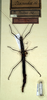 CollectionObject 1561275; NMW 213, 6e8ae930-ea1a-495f-b96e-d59685dcaf13: copyright NMW, Vienna. female (holotype). (CollectionObject).