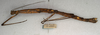 CollectionObject 1559954; 56aae39f-bbf9-4bbf-bb67-837a56f26b70, NMW 481: copyright NMW, Vienna. female, lateral view (lectotype). (CollectionObject).