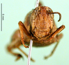 CollectionObject 1501536; 2da459fb-8e86-4094-8816-f02380b32c59, DORSA BA000229S01: female, frontal view (holotype). (CollectionObject).