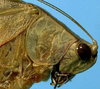 CollectionObject 1533221; 18ece7b2-6721-47c4-813f-393d914c7d6a: male head and pronotum, lateral view (holotype). (CollectionObject).