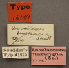 CollectionObject 1507307; 003bf091-9fd4-45dd-bbff-6d862f854339: labels (holotype of Anaulacomere maranona). (CollectionObject).