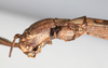 CollectionObject 1557865; NMW 780, fe89e5a8-ccc0-4a8b-923e-40f33bfad8bd: copyright NMW, Vienna. female: head, lateral view (holotype). (CollectionObject).