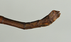 CollectionObject 1559952; USNM(SF IMPORT DUPLICATE) 6974, 0194ce65-310a-4ae0-914d-acc0651d0af1: copyright USNM, Washington. (CollectionObject).